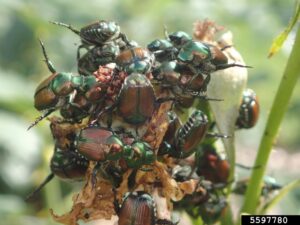 Swarm of Japanese Beetles feeding on a plant