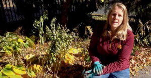 Read more about the article Pollinator-friendly fall garden cleanup