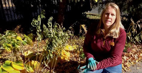 Read more about the article Pollinator-friendly fall garden cleanup