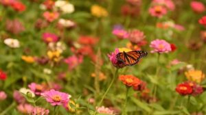 Read more about the article Plants for a Butterfly Garden in Minnesota
