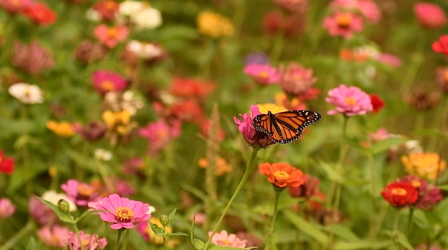 Read more about the article Plants for a Butterfly Garden in Minnesota