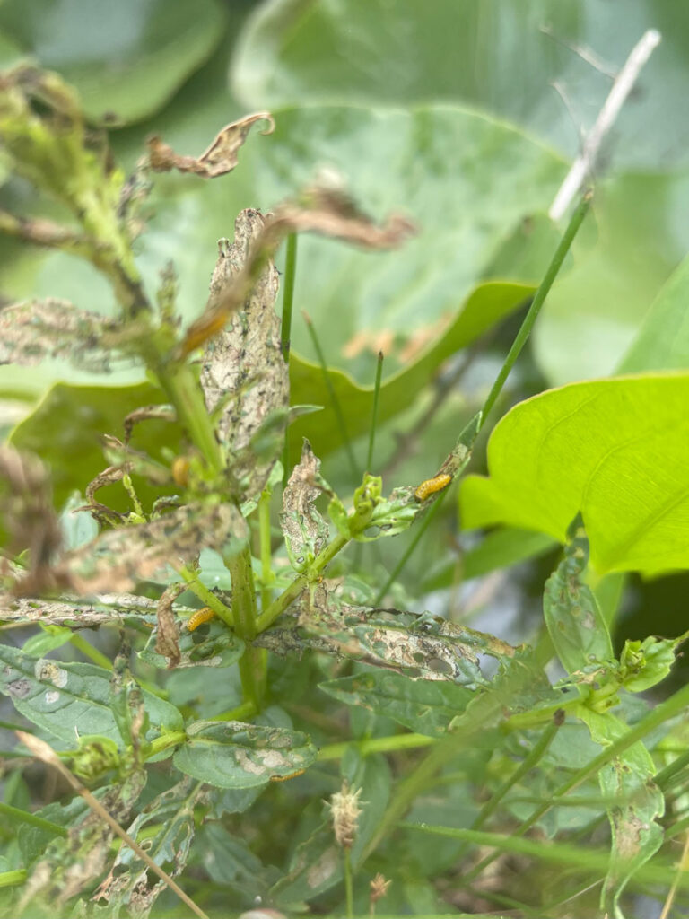 Beetle larvae on plant with leaves severely eaten by larvae