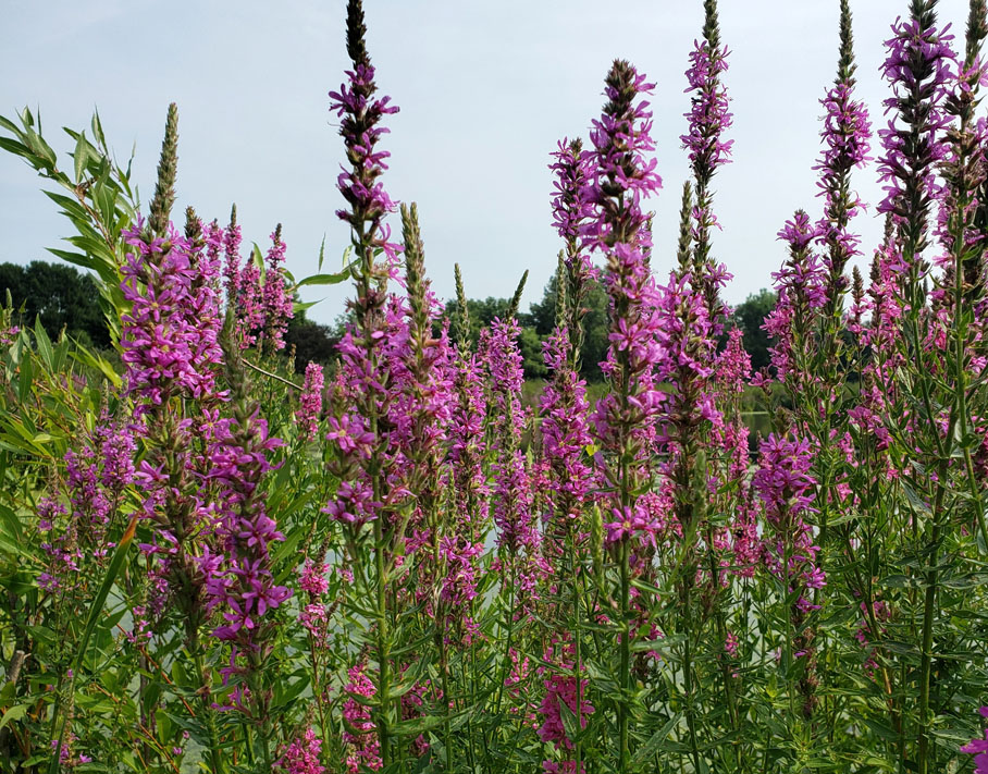Read more about the article The Threat of Purple Loosestrife