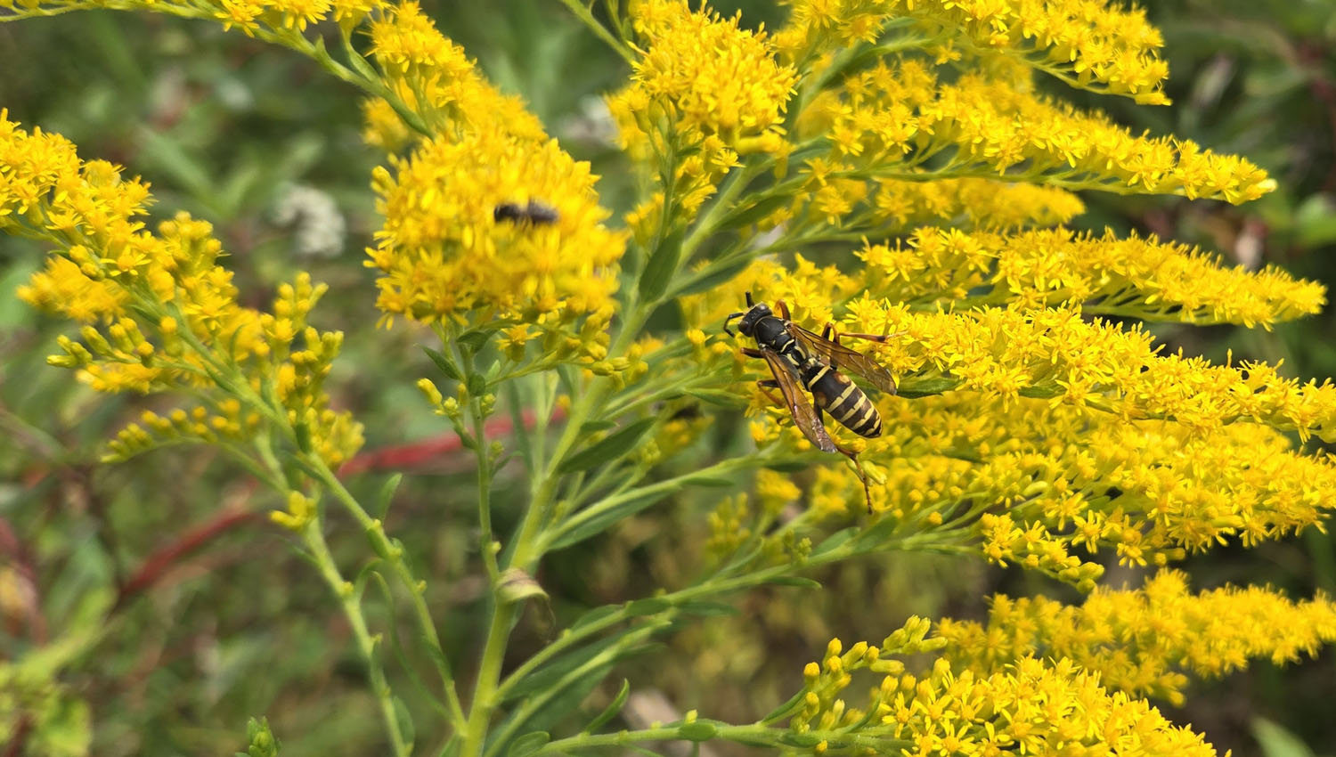 Read more about the article How – and why – to harvest native seeds