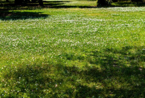 Read more about the article Bee lawn basics