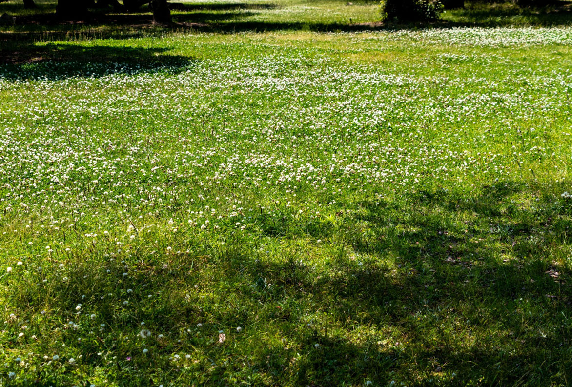 Read more about the article Bee lawn basics