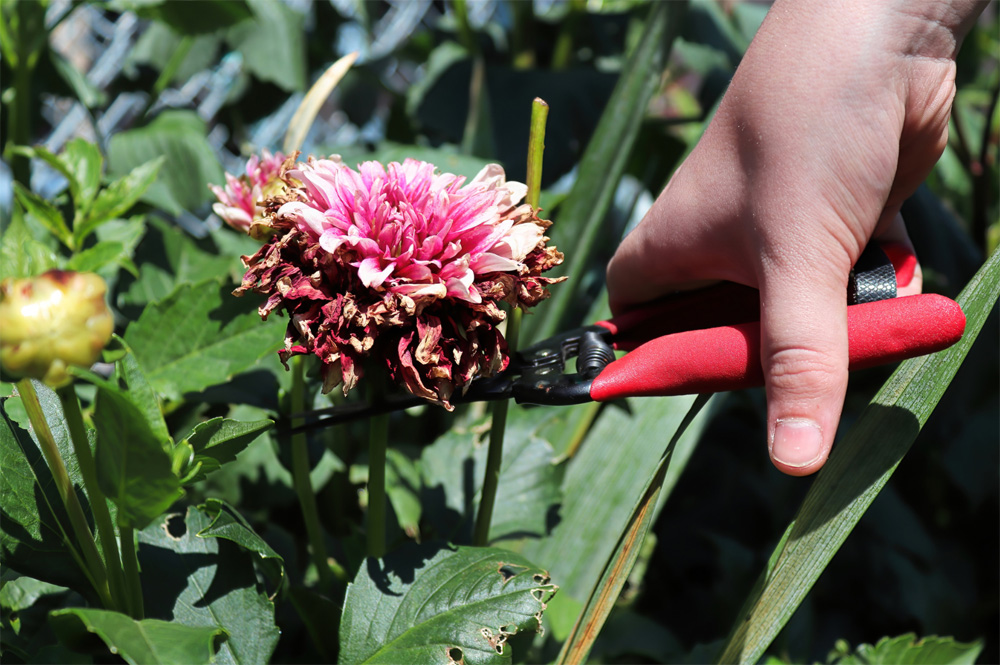 Read more about the article Late summer to early fall perennial garden care